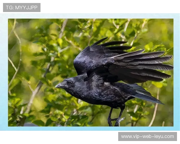乌鸦稳居分区榜首，防守端功不可没，乌鸦打哪个位置